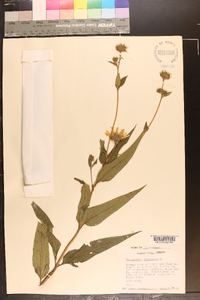 Helianthus tuberosus image