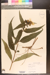 Helianthus tuberosus image