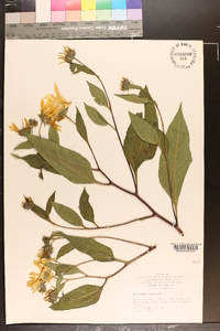 Helianthus tuberosus image