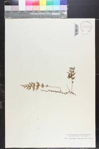 Trichomanes hymenophylloides image