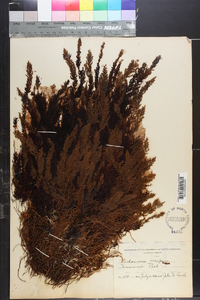 Trichomanes crispum image