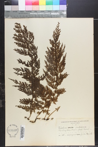 Trichomanes radicans image