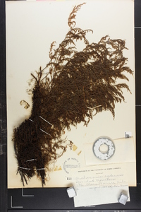 Trichomanes radicans image