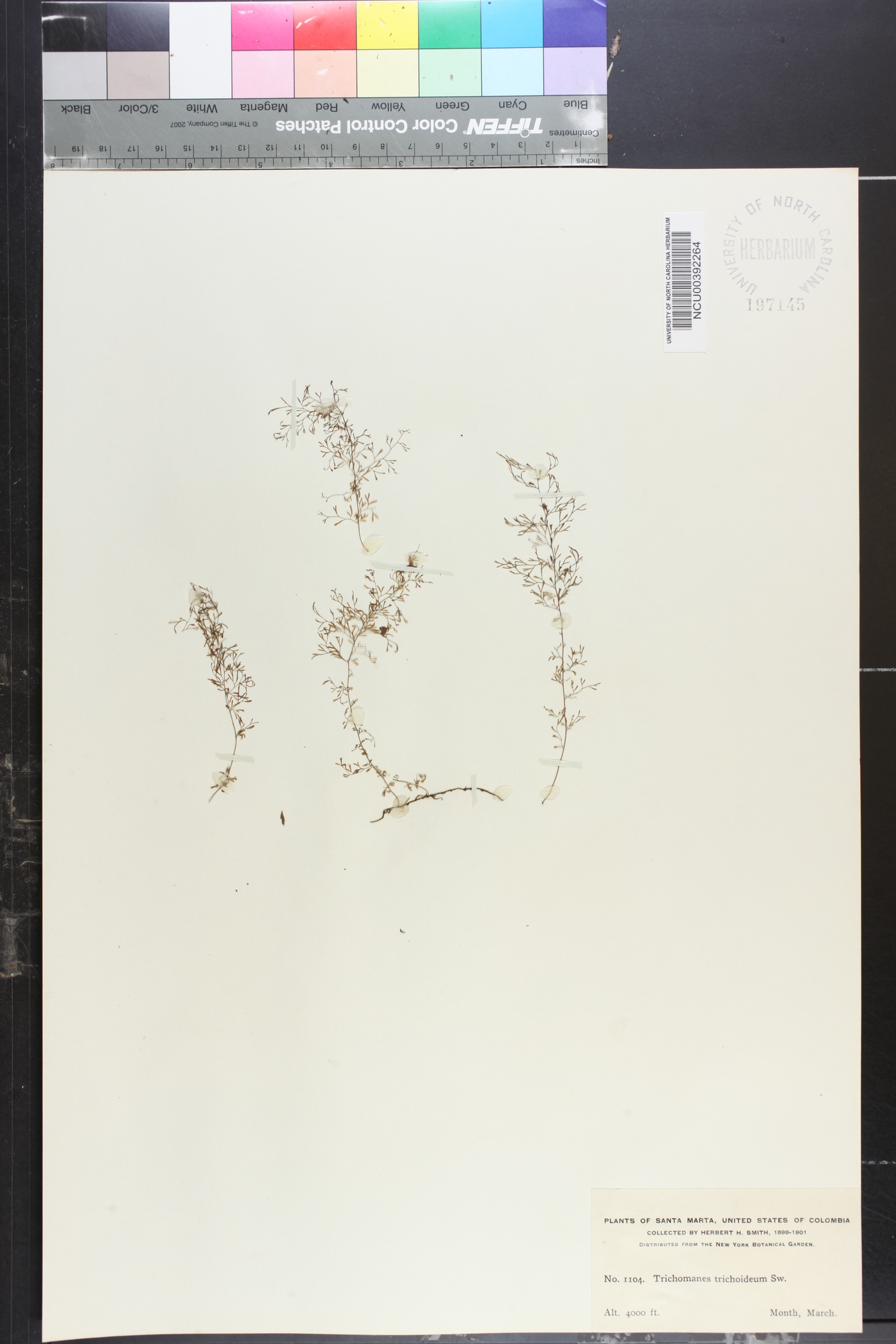 Trichomanes trichoideum image