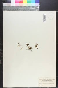 Trichomanes quercifolium image