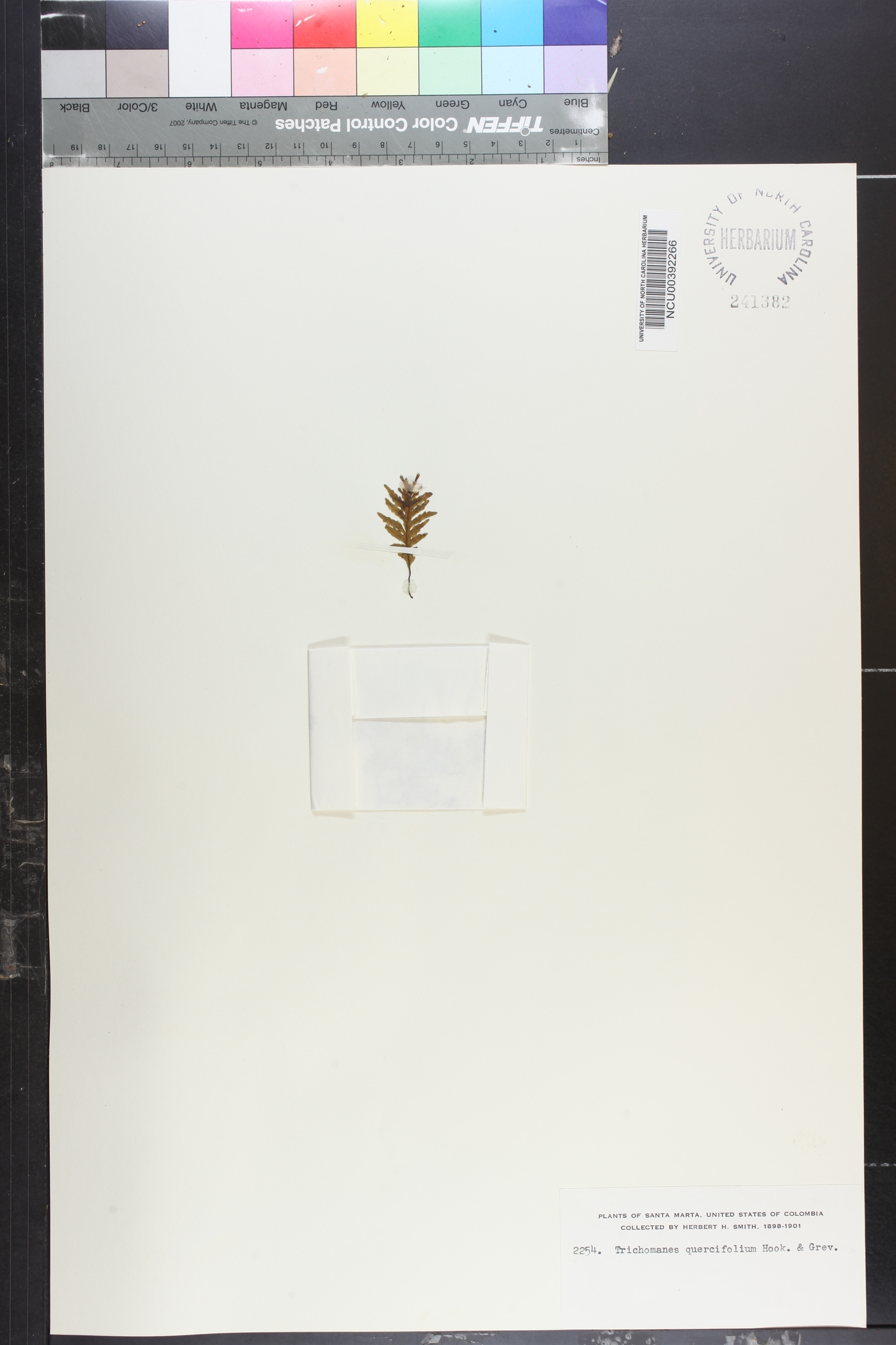 Trichomanes quercifolium image
