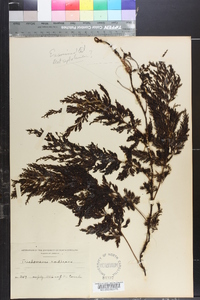 Trichomanes radicans image