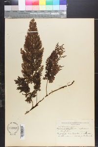 Trichomanes radicans image