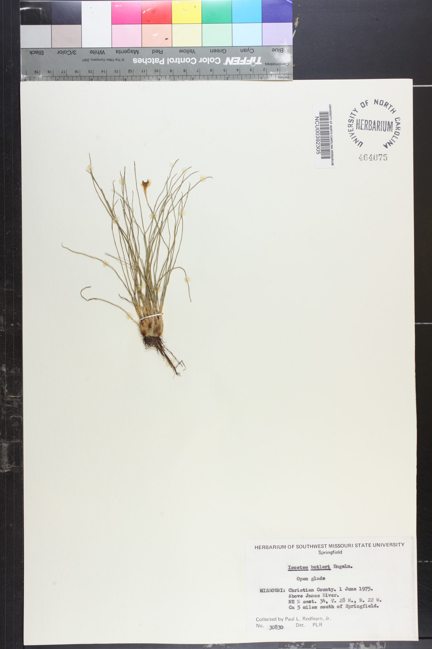 Isoëtes butleri image