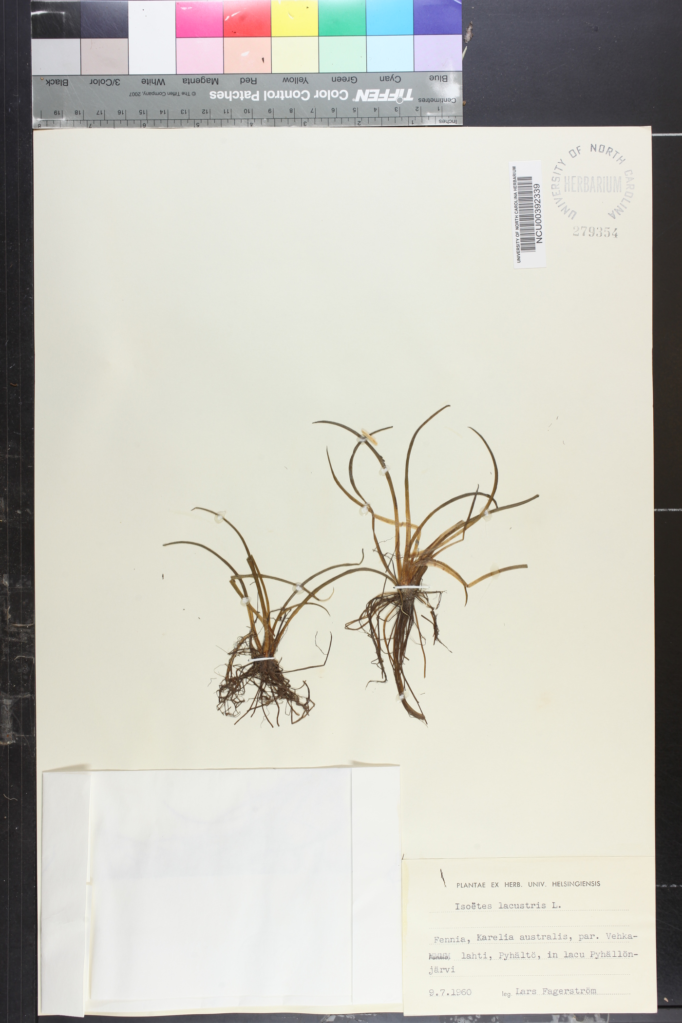 Isoëtes lacustris image