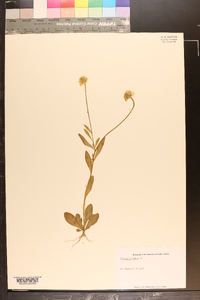 Polygala lutea image