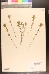 Polygala cruciata image