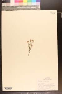 Polygala curtissii image