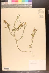 Polygala cruciata image