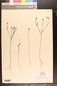 Polygala curtissii image