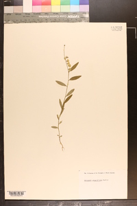 Asemeia grandiflora image