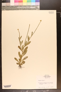 Polygala lutea image