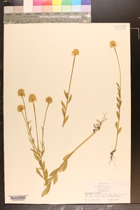 Polygala lutea image