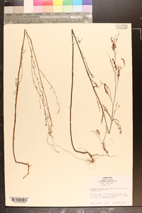 Polygonella gracilis image