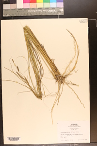 Spartina patens image