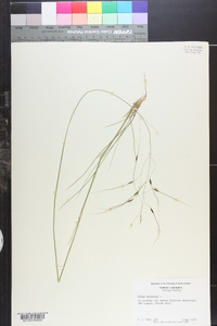 Stipa avenacea image