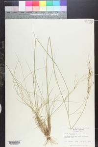 Stipa avenacea image