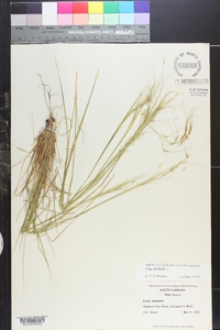 Stipa avenacea image