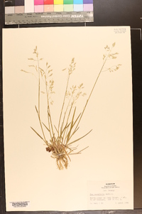 Poa cuspidata image