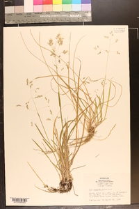 Poa cuspidata image