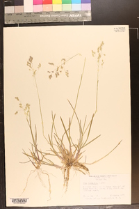 Poa cuspidata image