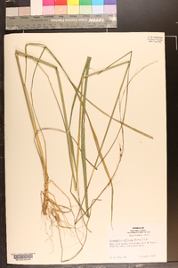 Sorghastrum elliottii image