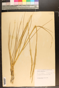 Spartina alterniflora image