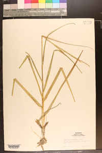 Spartina alterniflora image