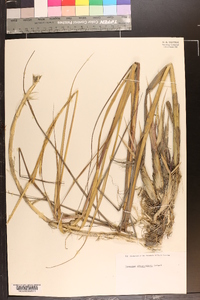 Spartina alterniflora image