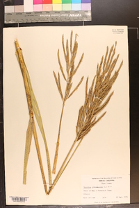 Spartina cynosuroides image