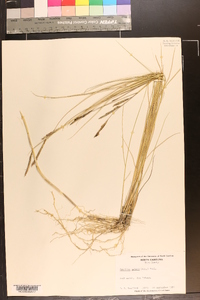 Spartina patens image