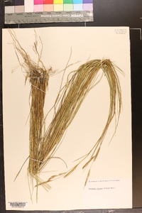 Spartina patens image