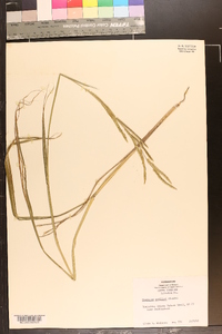 Paspalum urvillei image