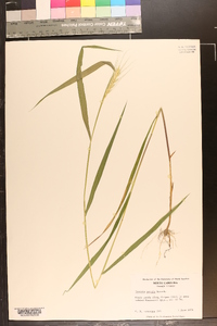 Elymus hystrix image