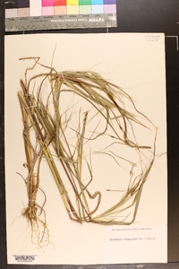 Heteropogon melanocarpus image