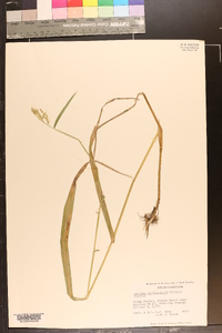 Leersia lenticularis image