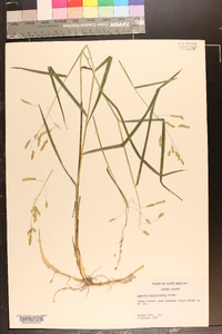 Leersia lenticularis image