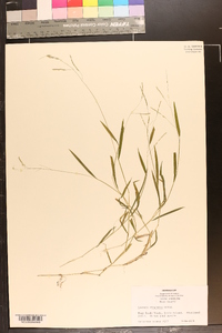 Leersia virginica image