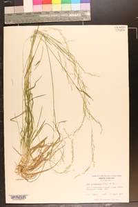 Poa autumnalis image