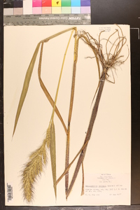 Echinochloa walteri image