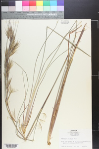 Andropogon capillipes image