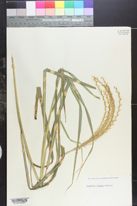 Miscanthus sinensis image