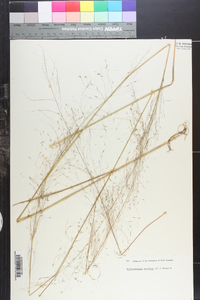 Muhlenbergia expansa image