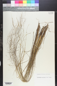 Muhlenbergia capillaris image