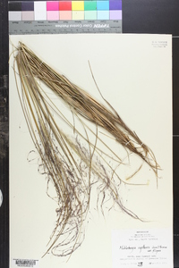 Muhlenbergia capillaris image